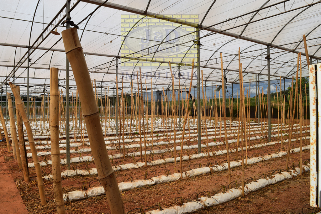 Sítio à venda, 4000m² - Foto 3